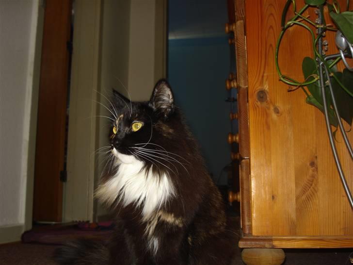 Blanding af racer Speddie billede 10