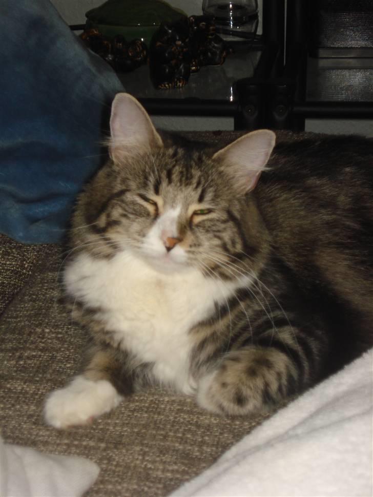 Blanding af racer Buske - Løbet væk :'( billede 16