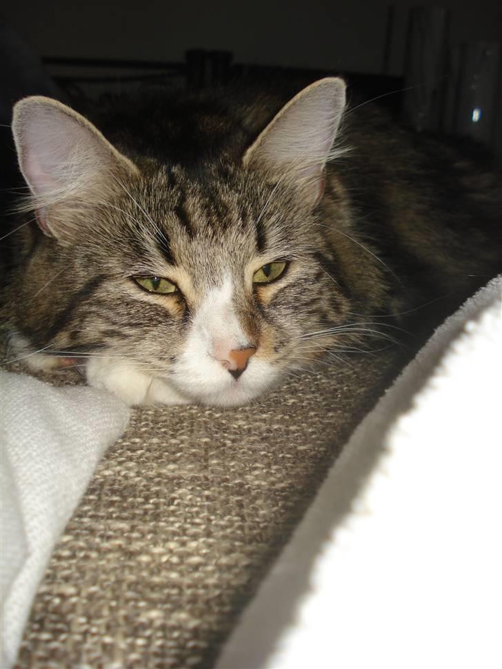 Blanding af racer Buske - Løbet væk :'( billede 17