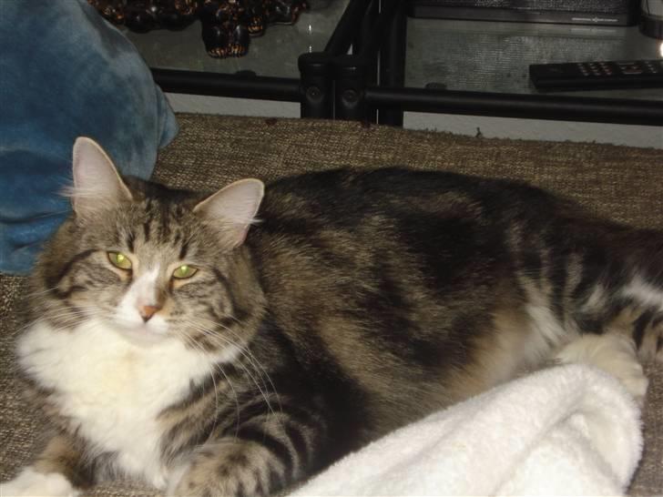 Blanding af racer Buske - Løbet væk :'( billede 18