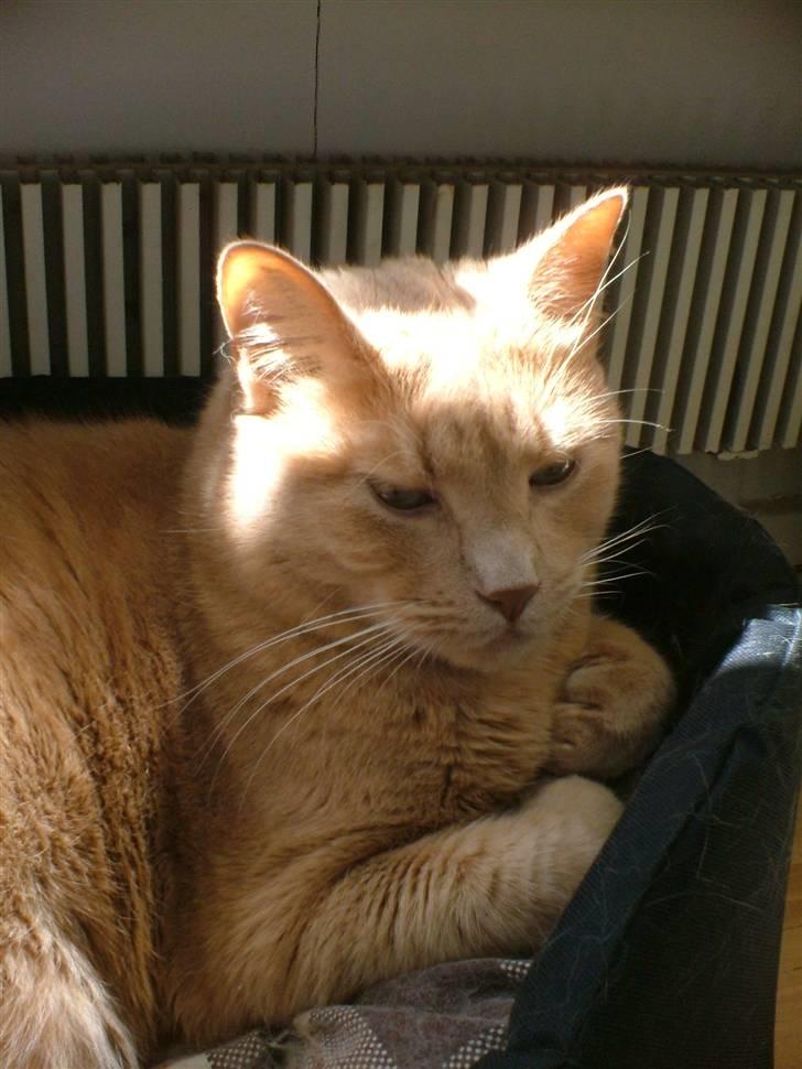 Huskat Chili - Fin med sol stråler :D billede 12