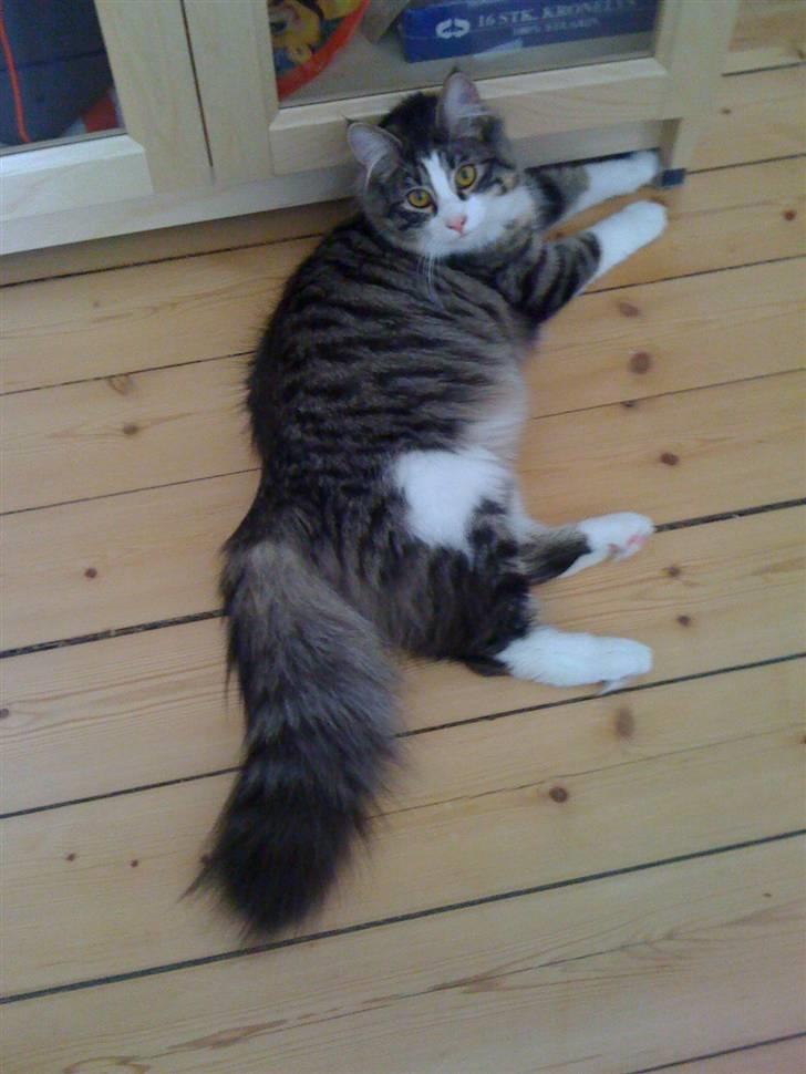 Norsk Skovkat Kejserheden's Madonna billede 8