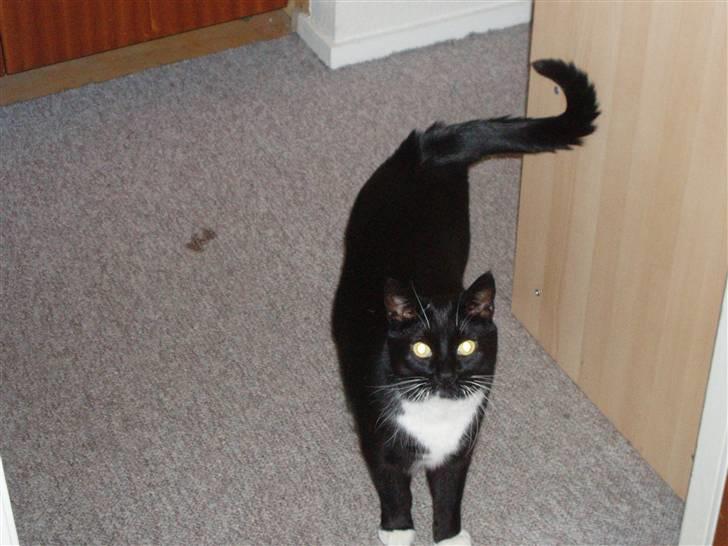 Huskat Tekno billede 1