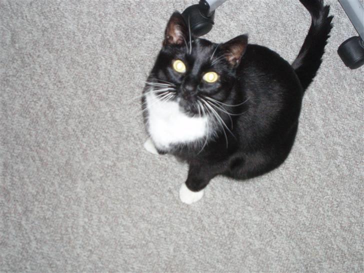 Huskat Tekno billede 2