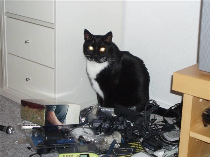 Huskat Tekno billede 3