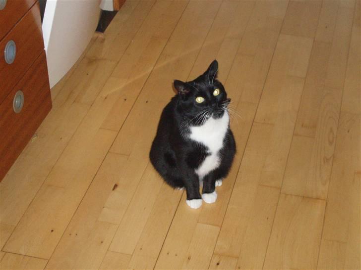 Huskat Tekno billede 4