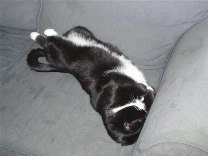 Huskat Tekno billede 5