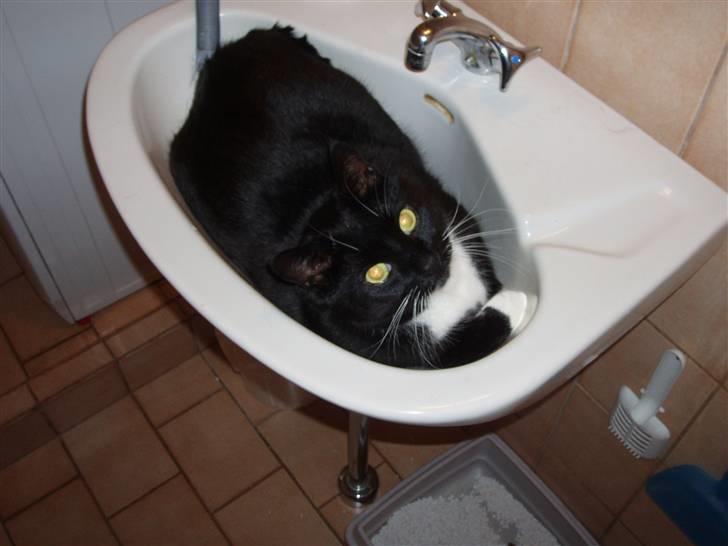 Huskat Tekno billede 6