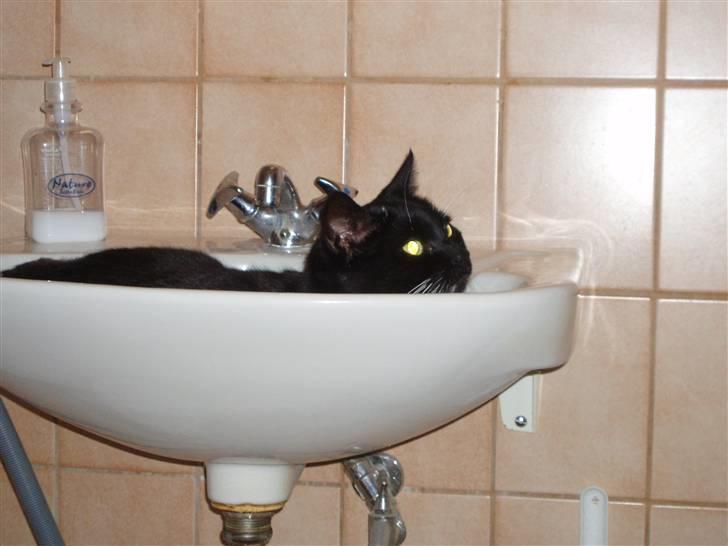 Huskat Tekno billede 7