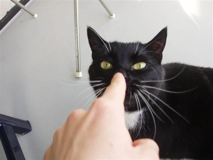 Huskat Tekno billede 8