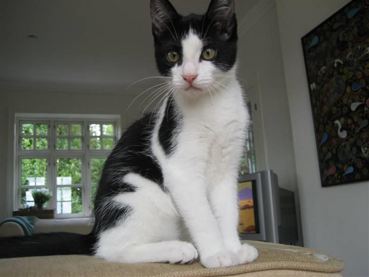 Huskat Poe billede 7