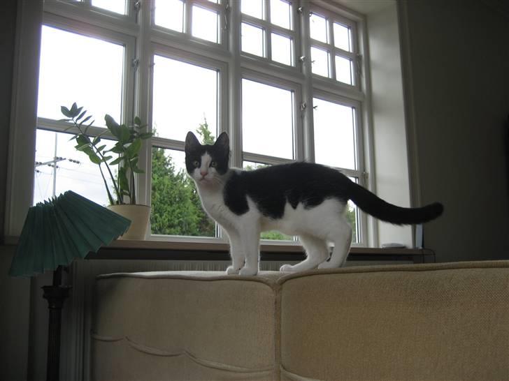 Huskat Poe billede 8