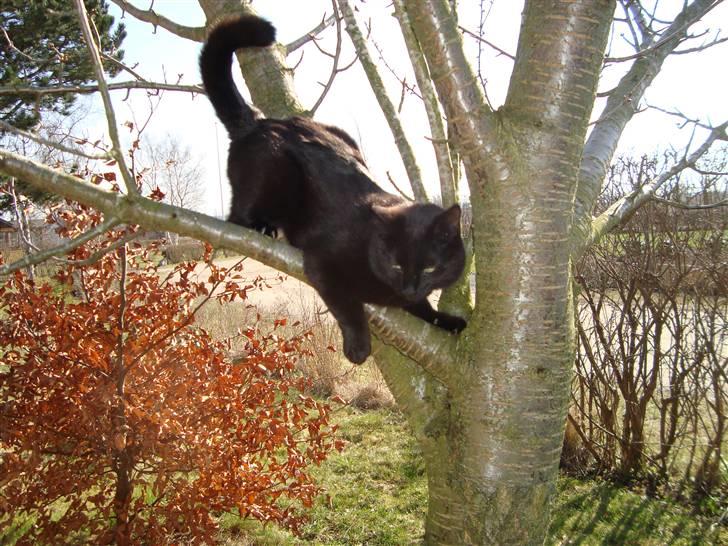 Huskat Liva billede 1