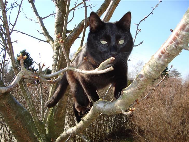 Huskat Liva billede 2