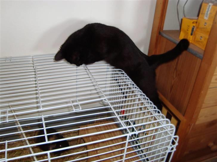 Huskat Liva - Her holder hun øje med mit nye marsvin:-) billede 3