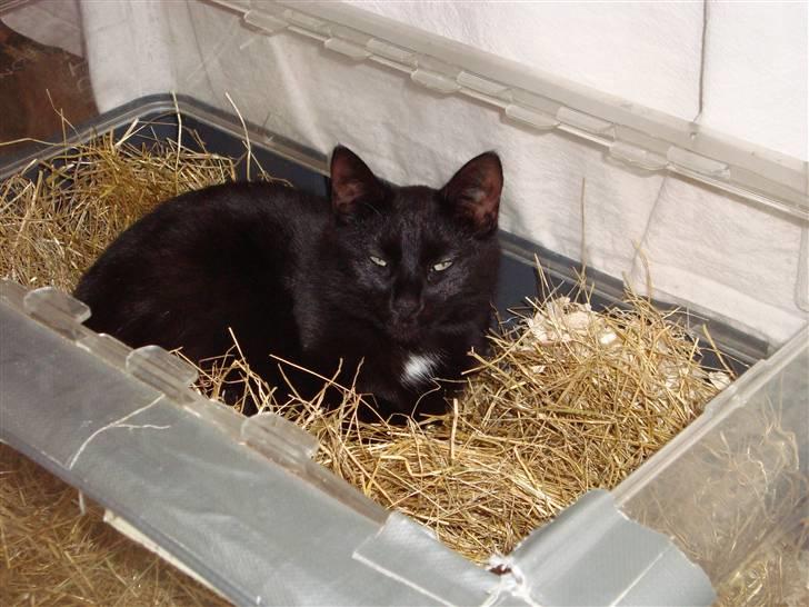 Huskat Liva - HAHA...:-D Så lægger hun sig bare til rette i buret! billede 4