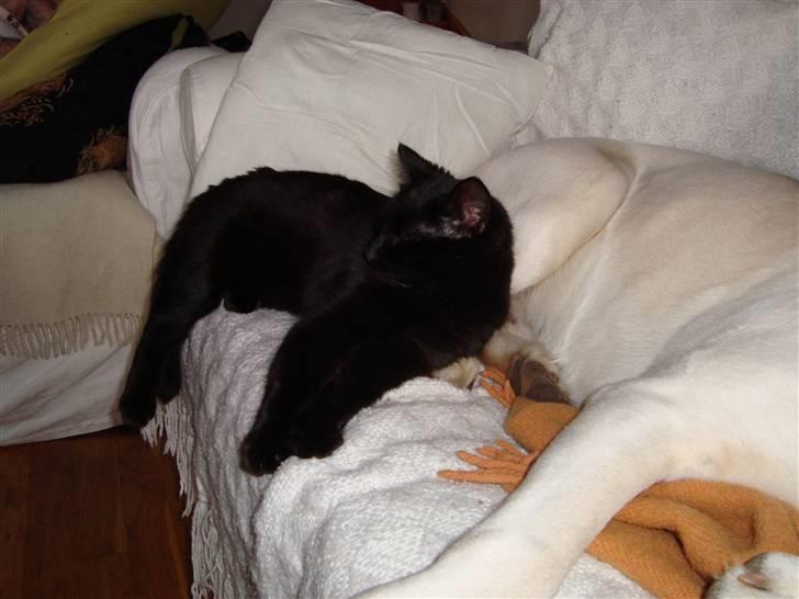Huskat Liva - Lægger og sover sammen med Balder;-) billede 5