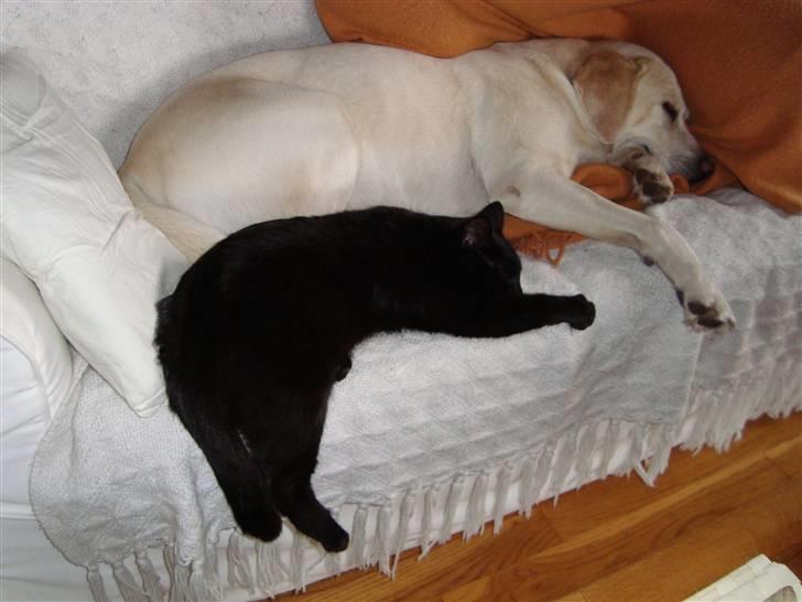 Huskat Liva - Lægger og sover sammen med Balder;-) billede 6