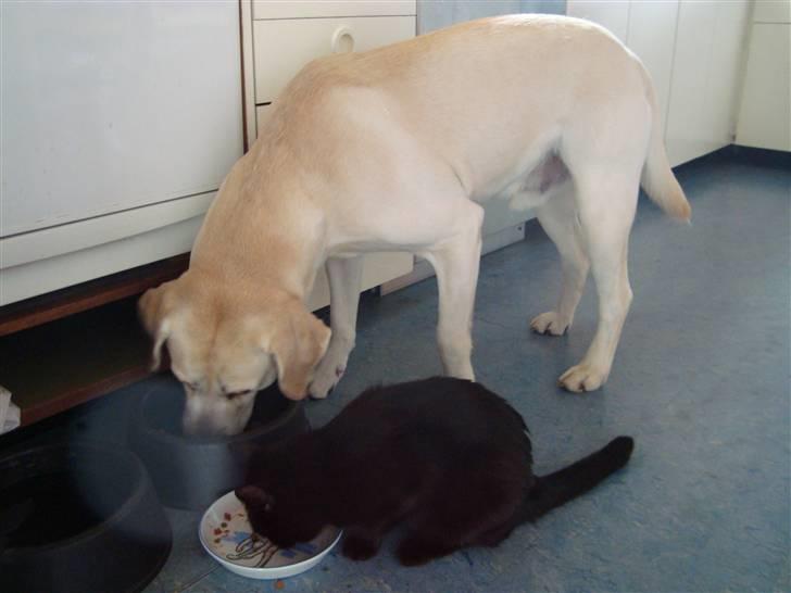 Huskat Liva billede 7