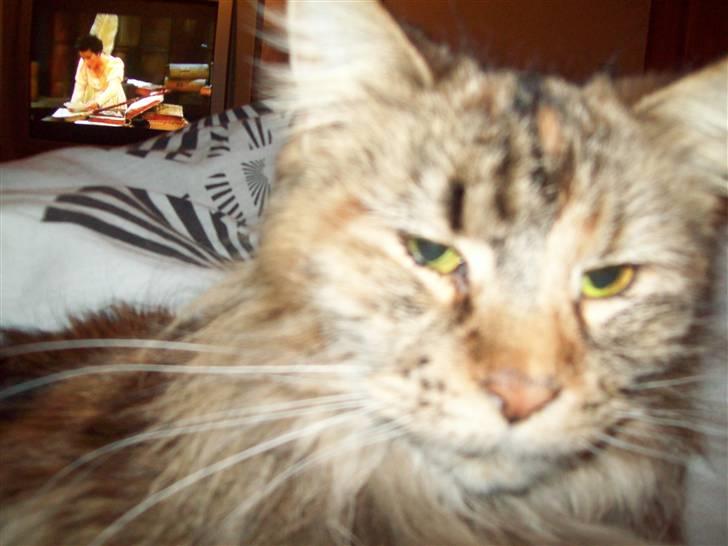 Maine Coon DK Vingsteds Nala billede 1