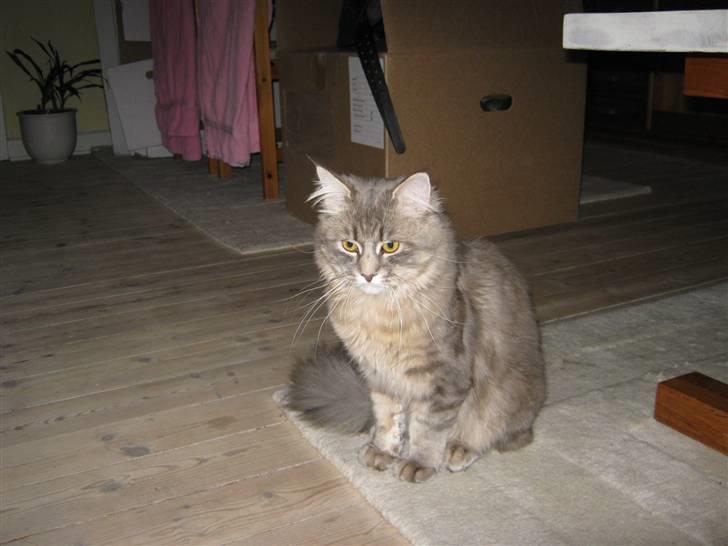 Maine Coon Ziggi  /u. stamtavle billede 6