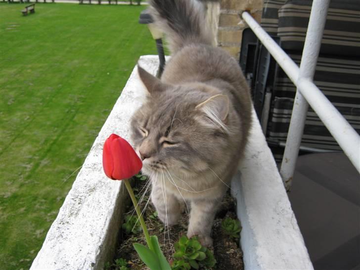 Maine Coon Ziggi  /u. stamtavle billede 9