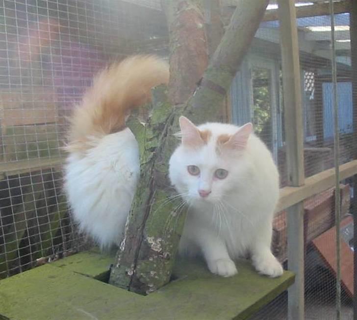 Tyrkisk Van Soyadi's Cesur Erkek billede 1