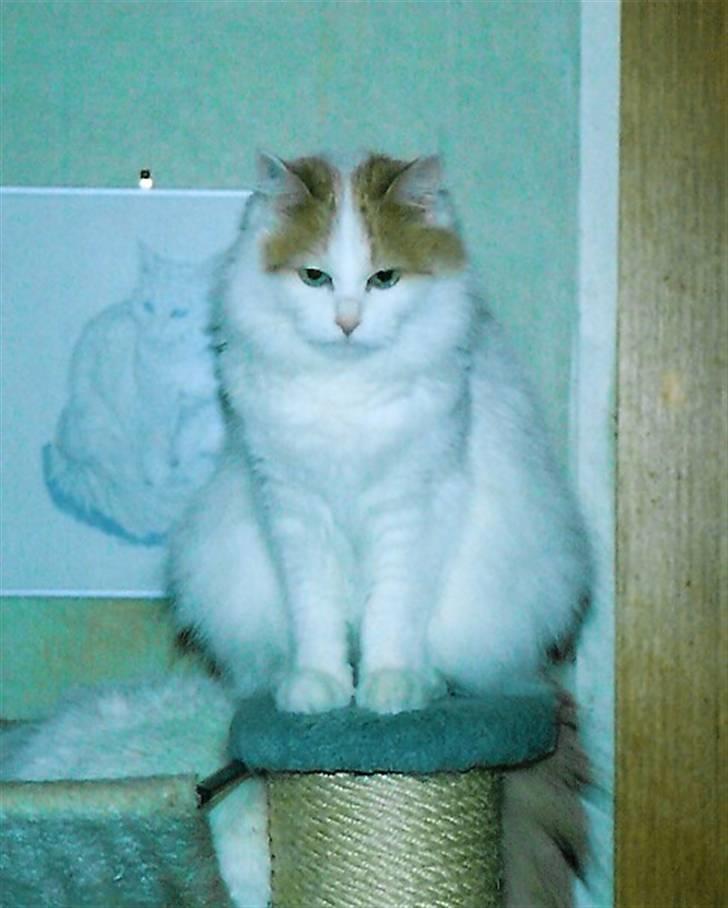 Tyrkisk Van Soyadi's Bolu billede 1