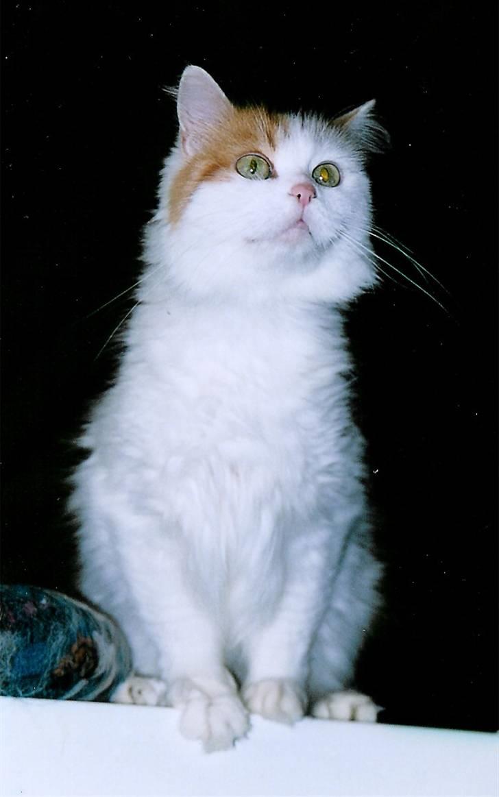 Tyrkisk Van Asturia's Nala billede 1