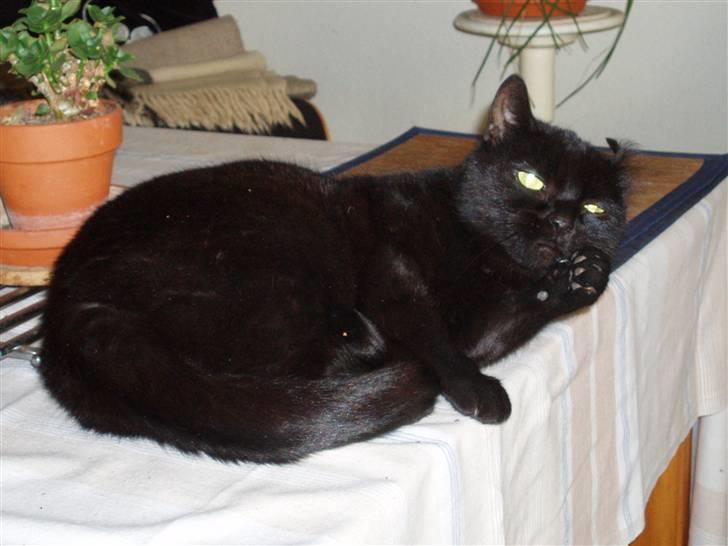 Huskat Musli billede 6