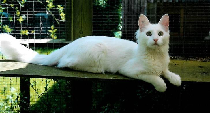 Tyrkisk Angora Soyadi's Bakir billede 1