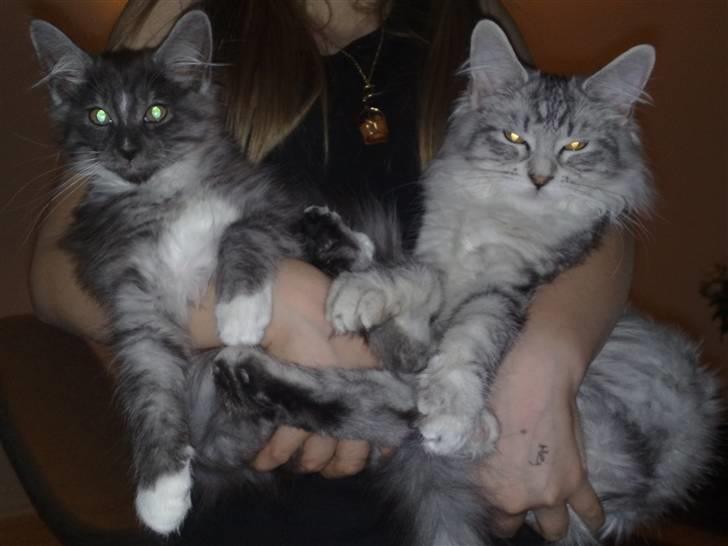 Maine Coon Chili - Favnen fuld af mislinger  Chili 13 uger og Silke 4,5 mdr. billede 15
