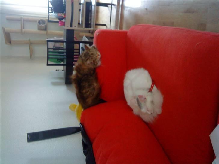 Maine Coon pjevs - vi putter. :-) billede 7