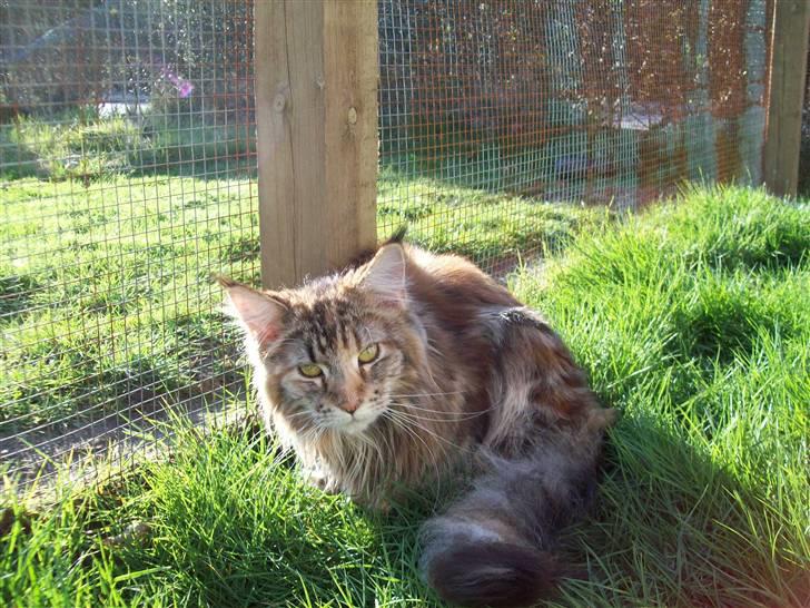 Maine Coon DK Vingsteds Nala billede 3