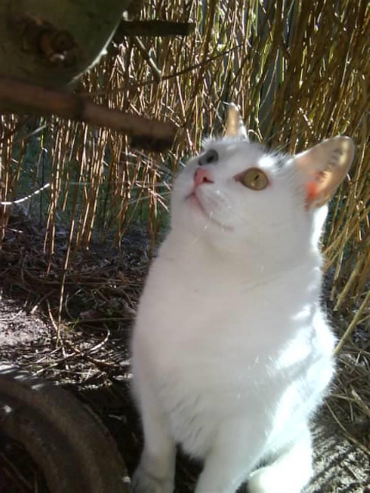 Blanding af racer Bowie billede 13