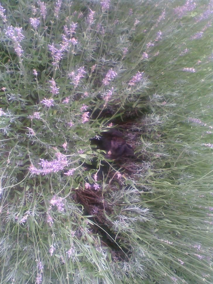 Huskat trille billede 9