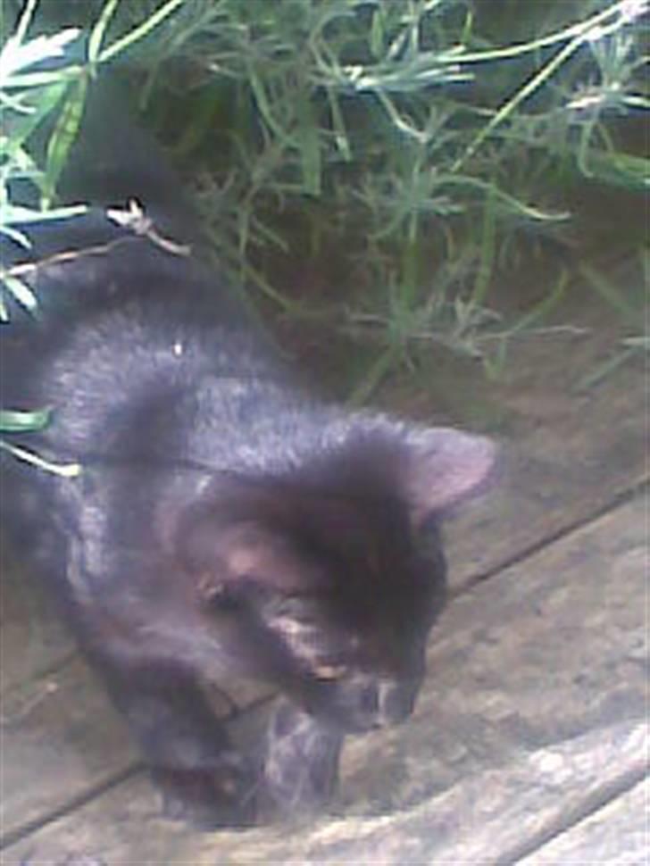 Huskat trille billede 10