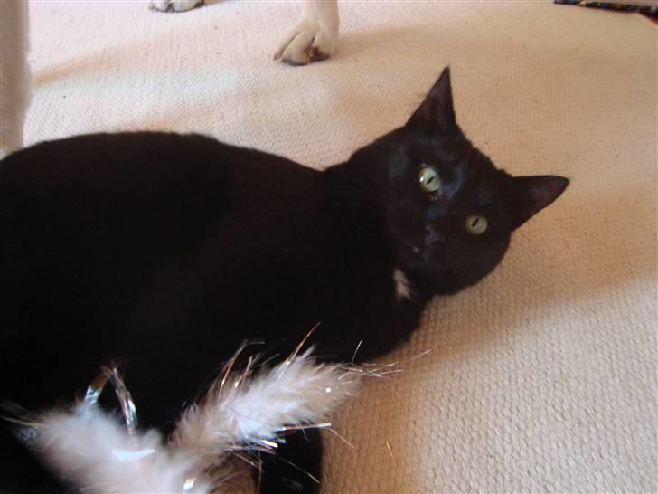 Huskat Liva billede 8