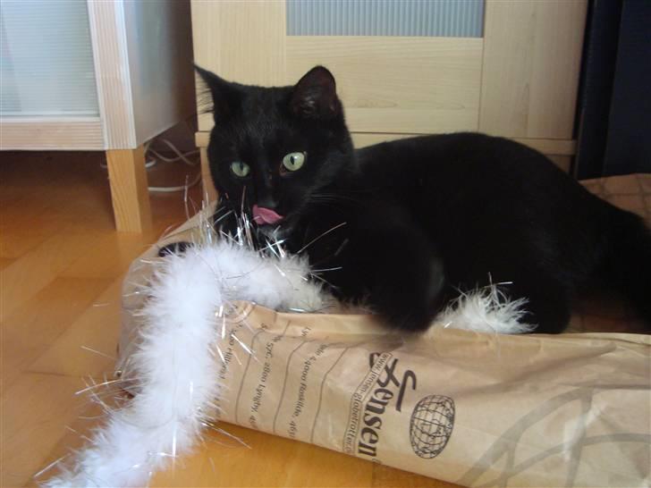 Huskat Liva billede 9