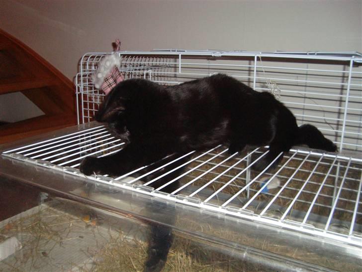 Huskat Liva - Driller marsvinene...:-D billede 10