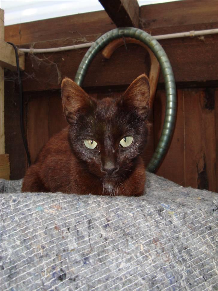 Huskat Liva - En af de første gange, vi så hende:-) I vores garage billede 11