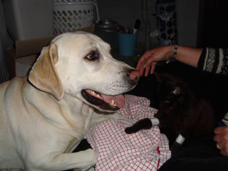 Huskat Liva - Her er hun lige kommet hjem fra dyrlægen. Så hun var lidt døsig. billede 12