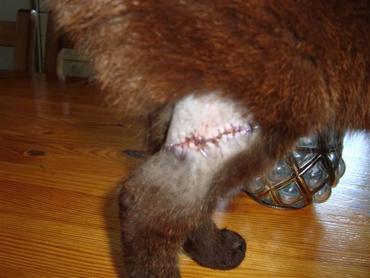 Huskat Liva - Grimt ar... Men man kan heldigvis ikk se det mere:) billede 13