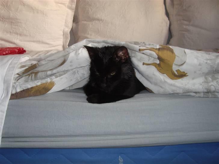 Huskat Liva billede 14