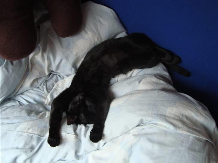 Huskat Liva billede 15