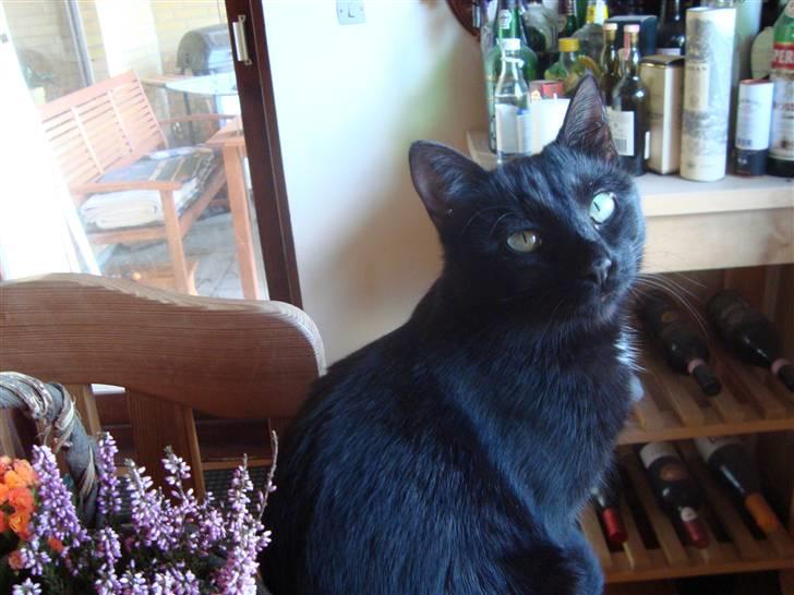 Huskat Liva billede 16