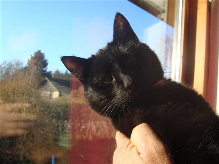 Huskat Liva billede 17