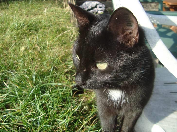 Huskat Liva billede 18