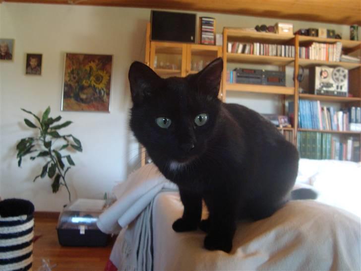 Huskat Liva billede 19