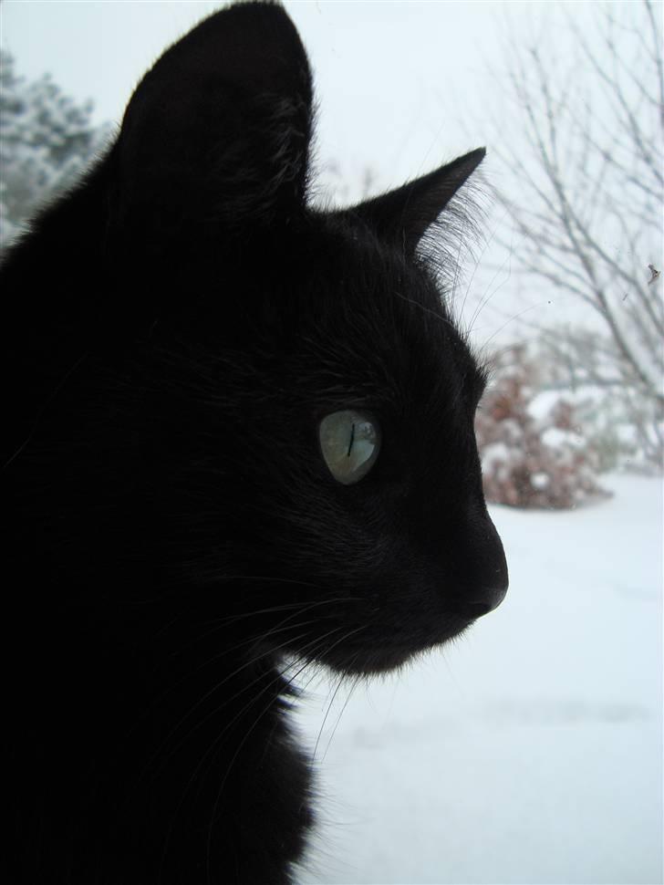 Huskat Liva - Kigger ud på al sneen<3 billede 20